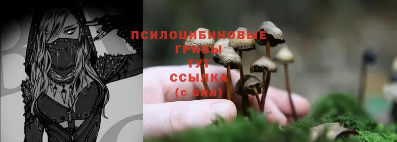 МЕГА зеркало  Жуковский  Галлюциногенные грибы Psilocybine cubensis 